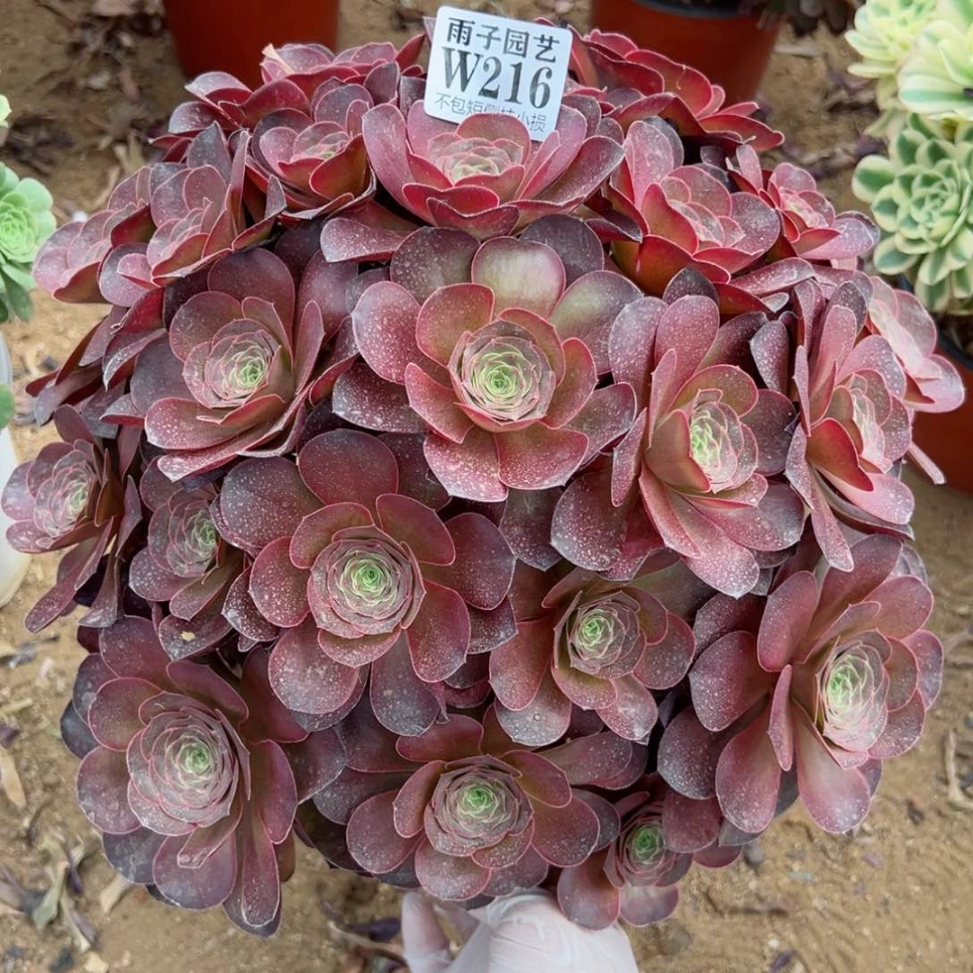 1216魅金玫瑰尺寸40左右当年桩