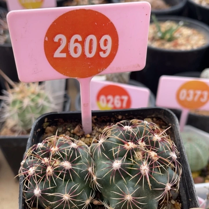 实生双头五彩大统领2609