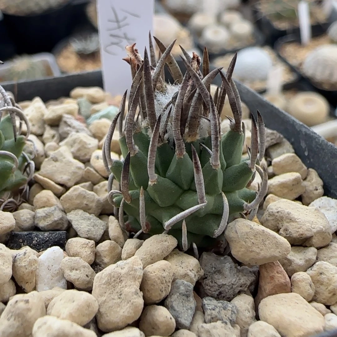 012实生碳直刺升龙多肉