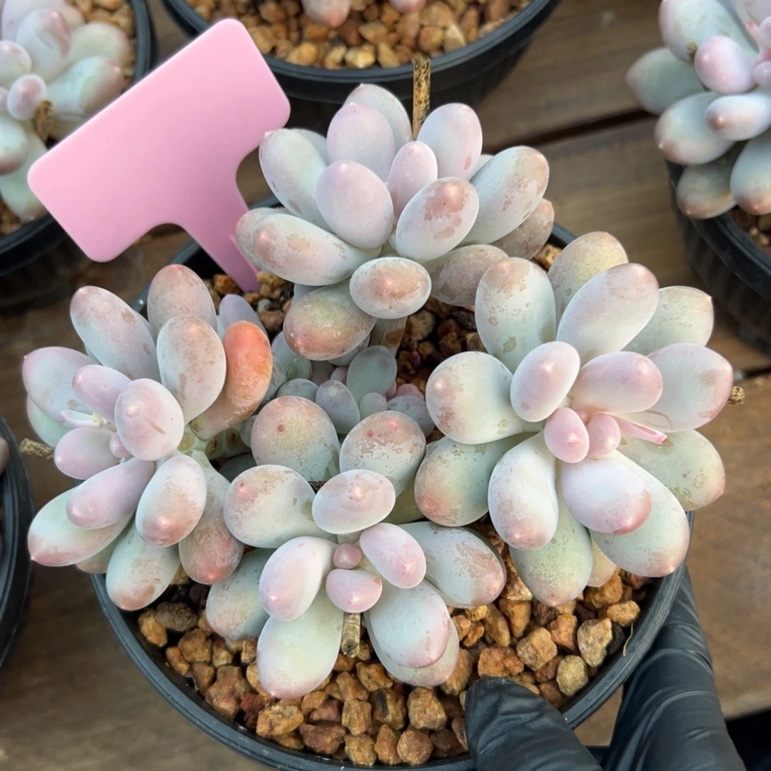 七彩美人111111111111