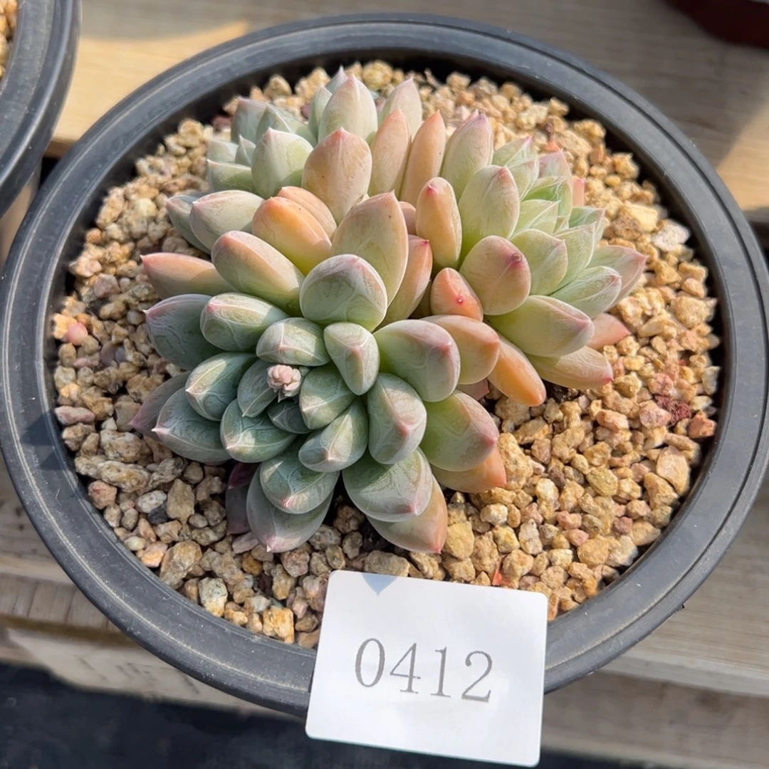 岚***10412多肉多多多多多多