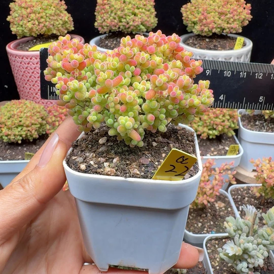 a22号蜜橘冠服8厘米