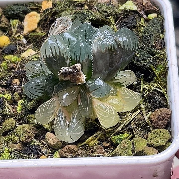 88四头冰灯毛雨露锦