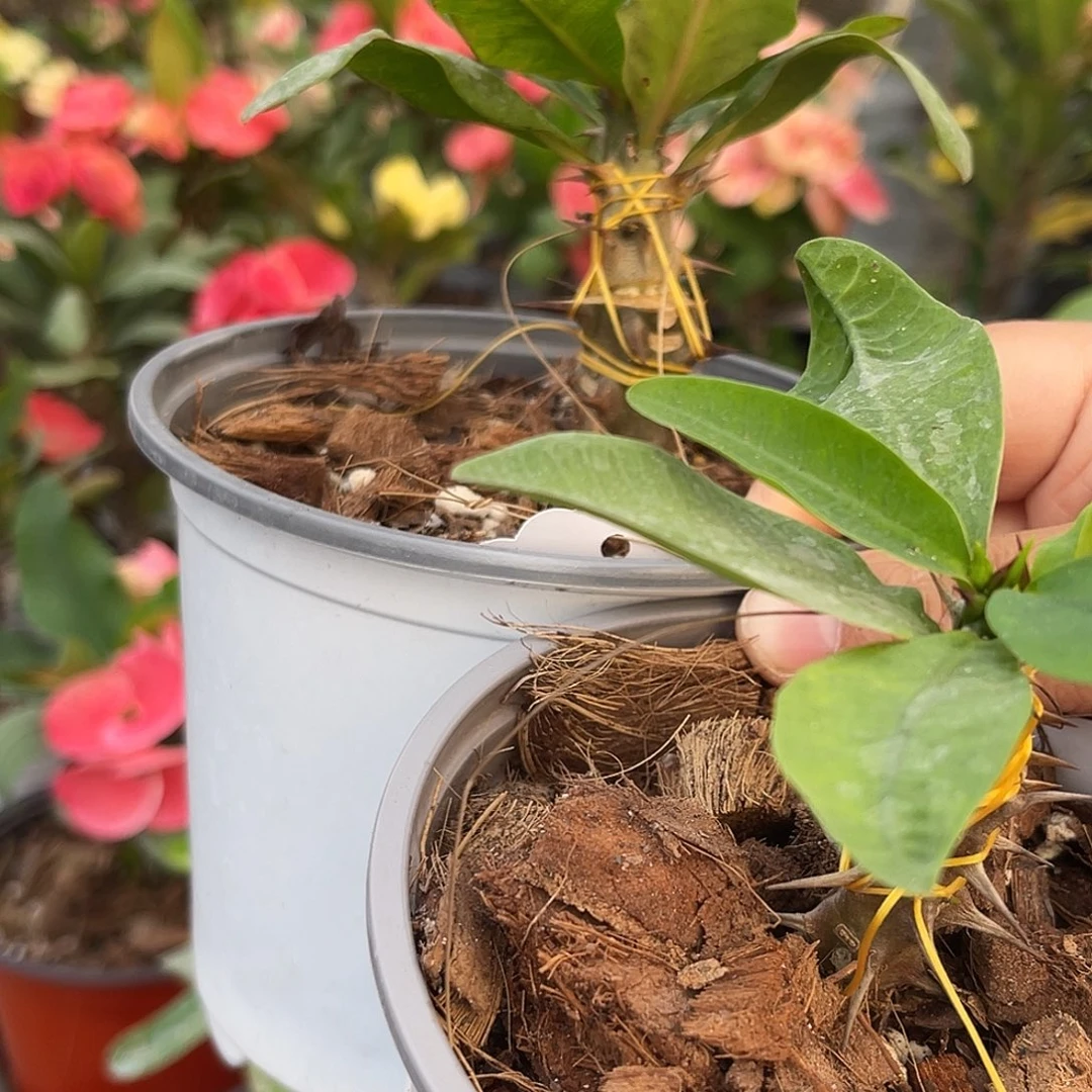 浅***小虎刺梅-妃子笑+找到快乐126（13）