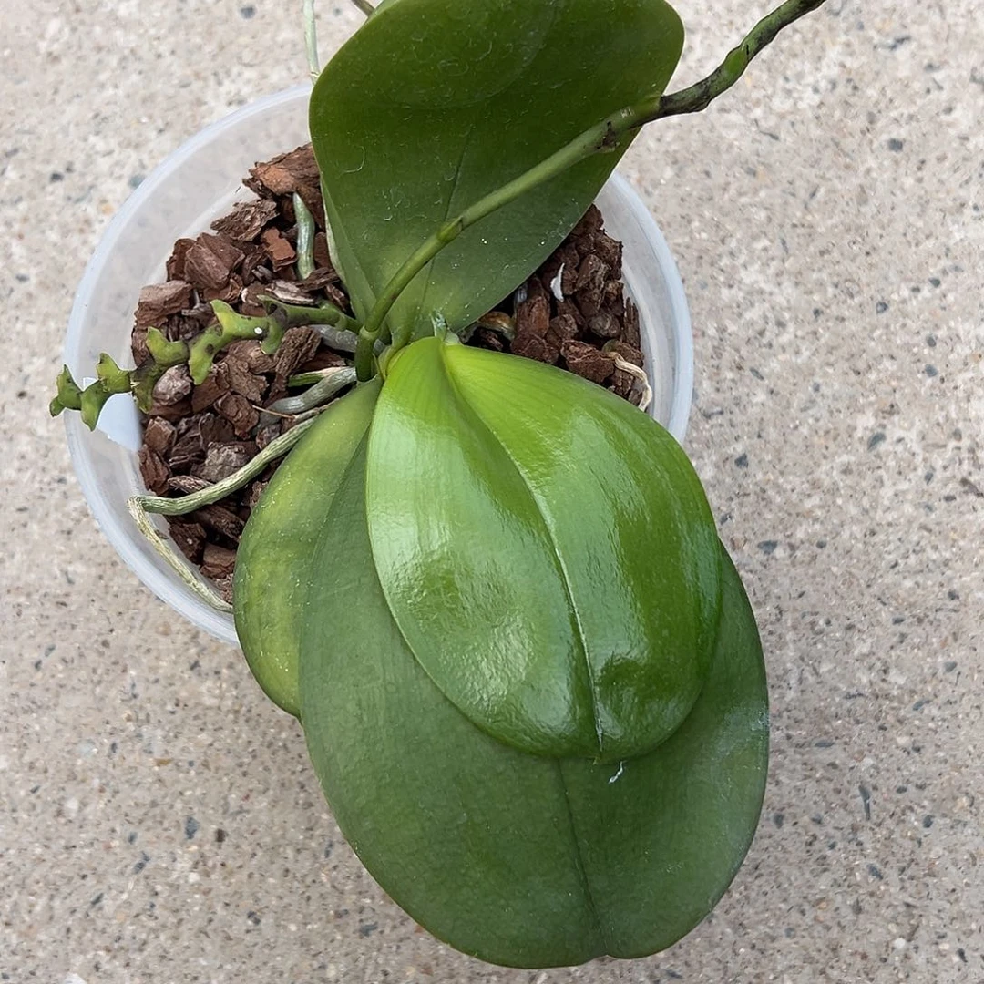 燕***子完全开放4.5寸拯救苗价格不售后