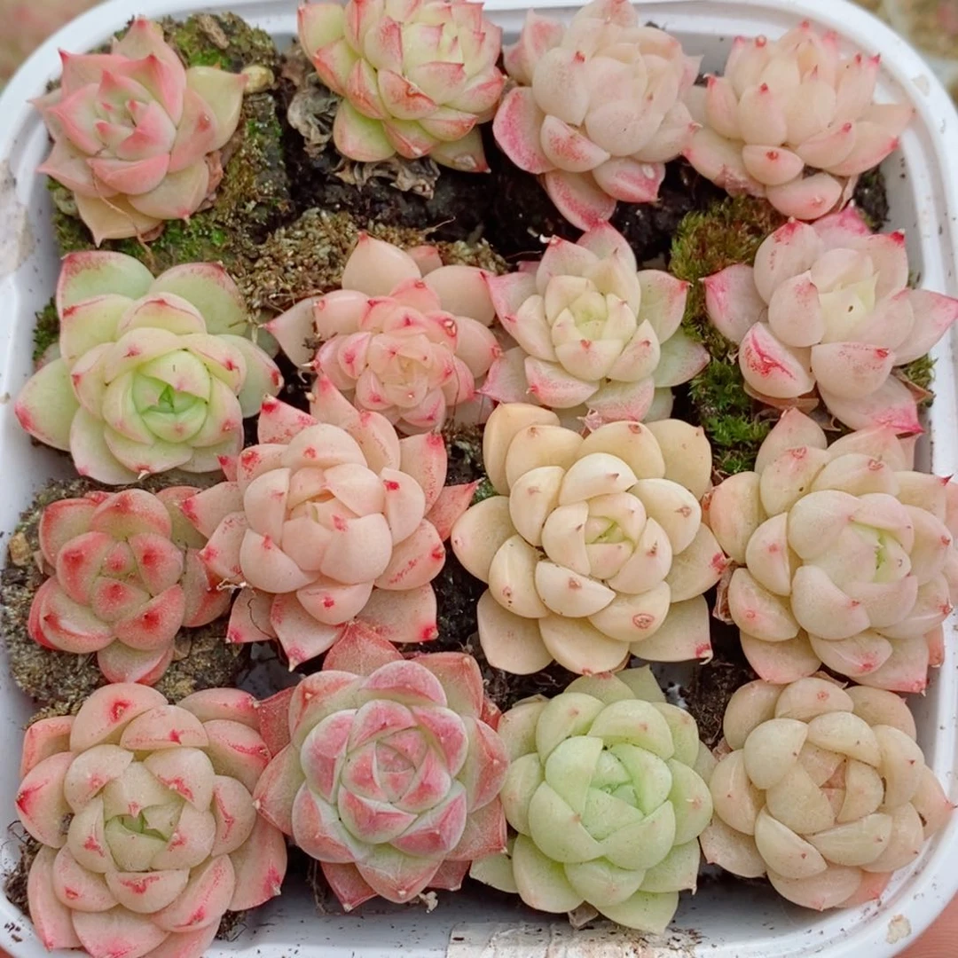 2-352 除新疆西藏内蒙12.8包邮 尺寸2～3厘米