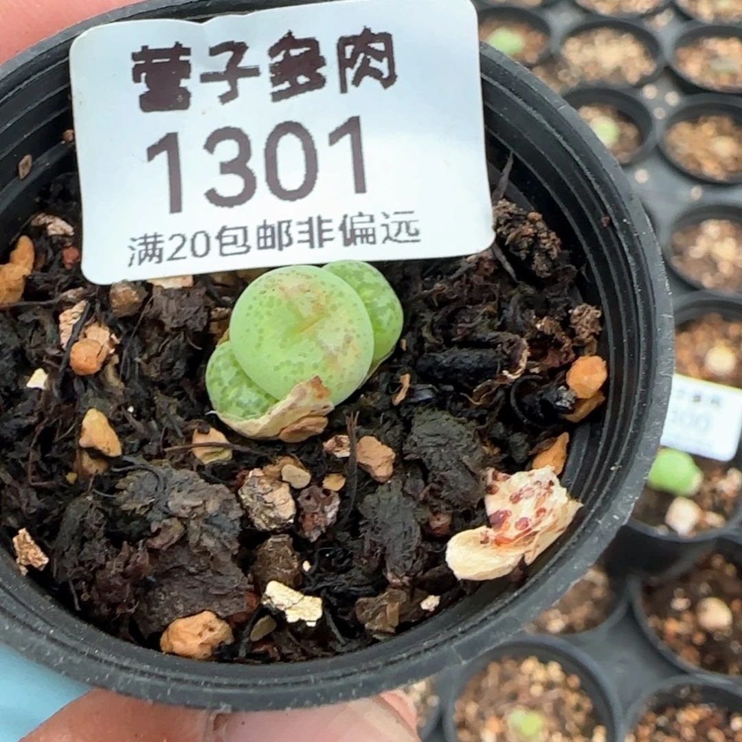 带盆土。     福利