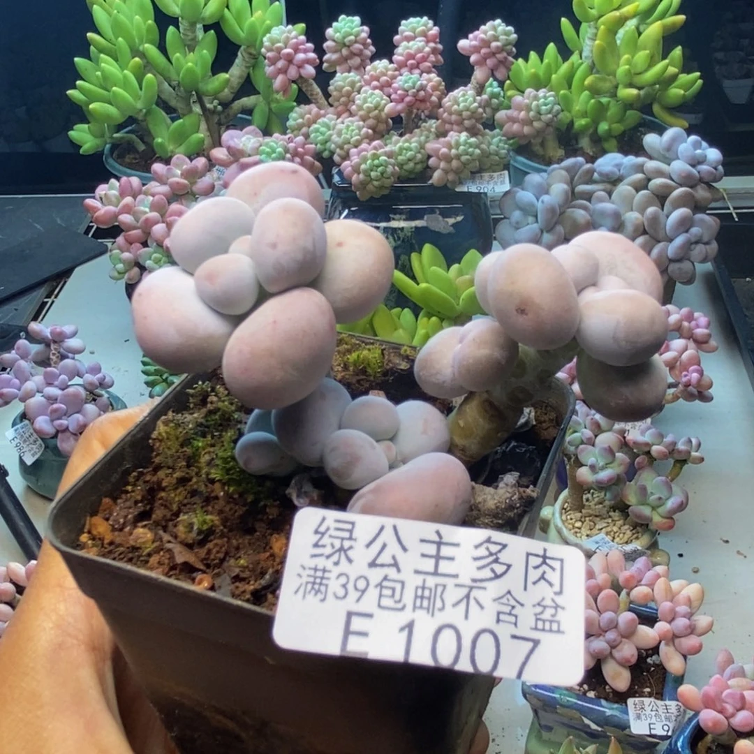 007芭比奶多肉7c m