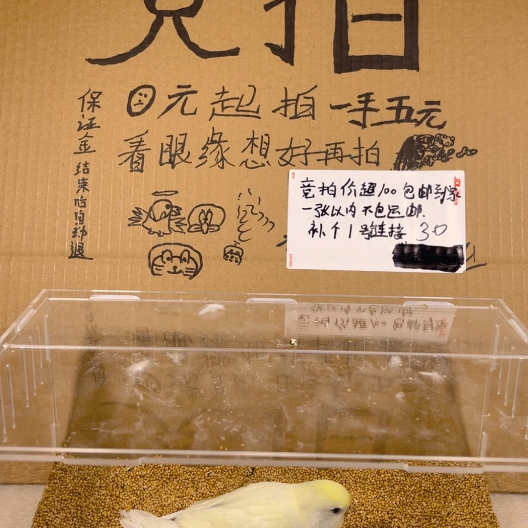 虎皮鹦鹉哈哈哈哈哈哈哈