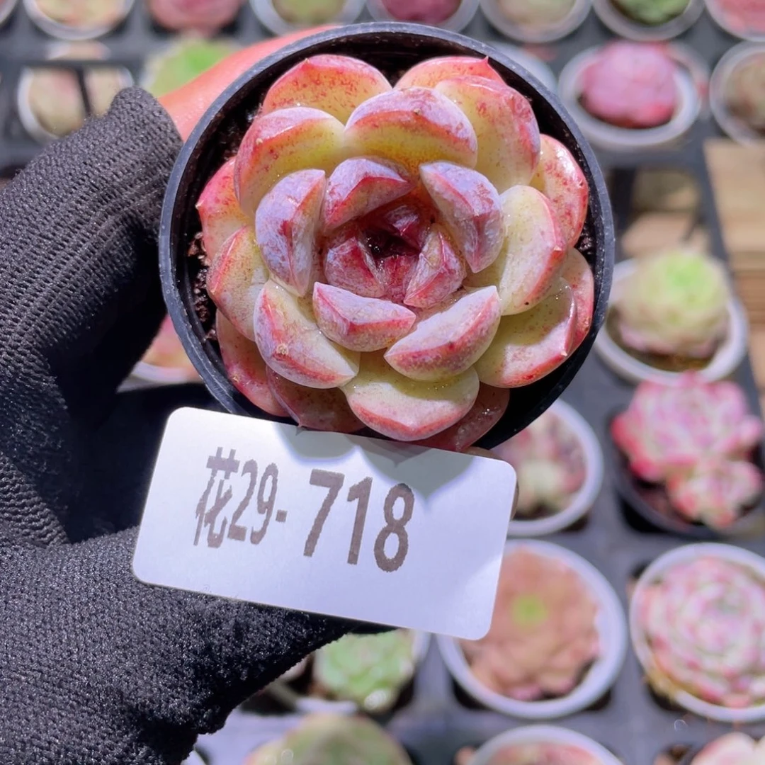 花利美29-718新品