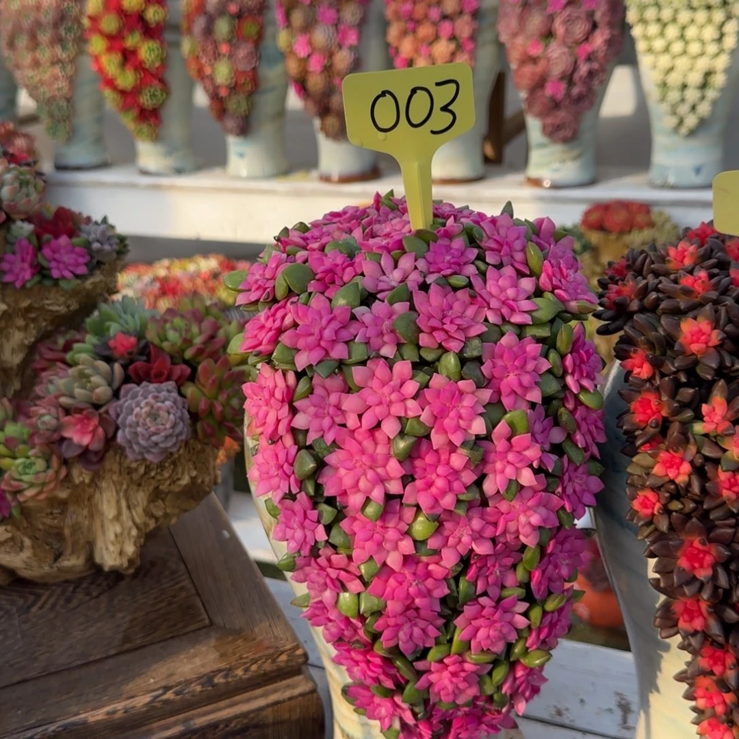 这个是003这个就是