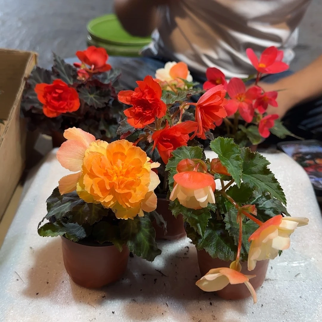 90杯日出 白桃 珊瑚