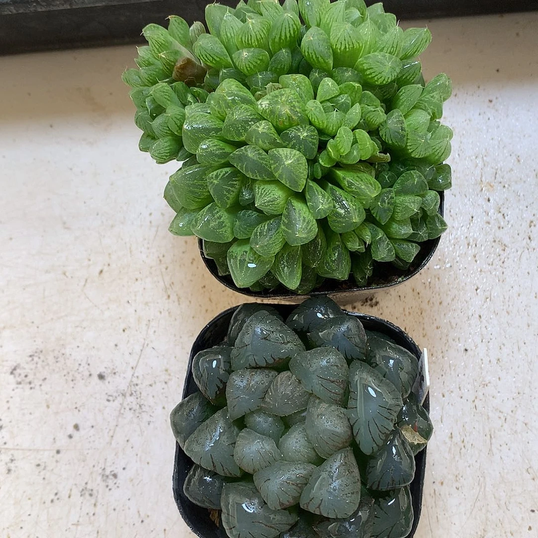 玉露组合带盆土发货