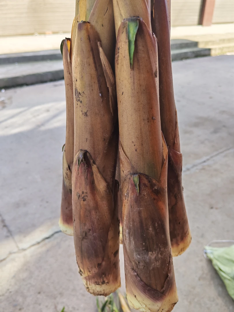 四川省屏山县新鲜甜苦笋