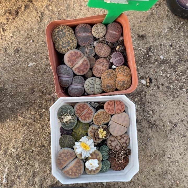 芥****生石花等植物的生910