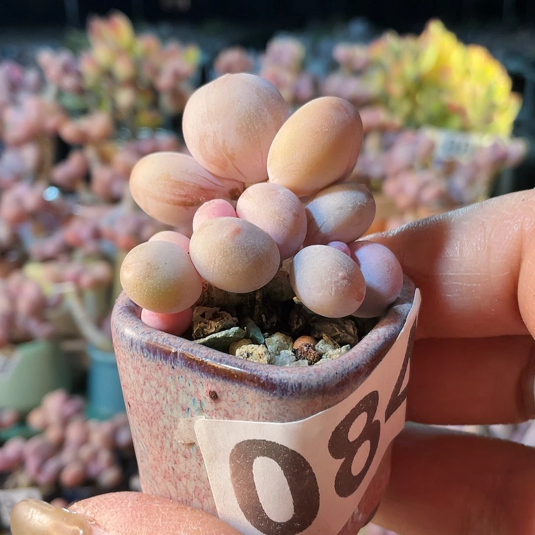 浅**歌多肉植物的生长发育与生长发育