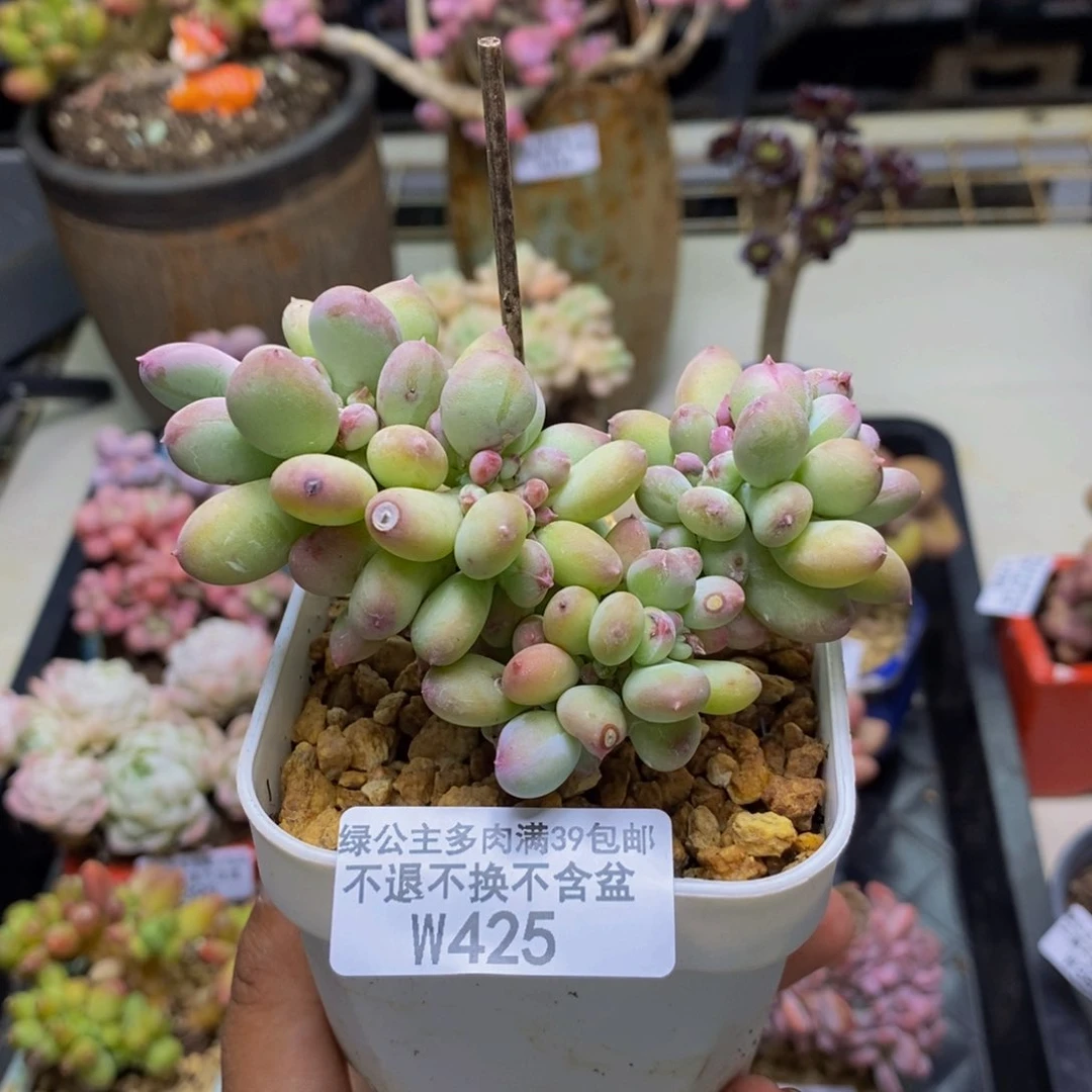 425苹果奶四代缀多肉8c m