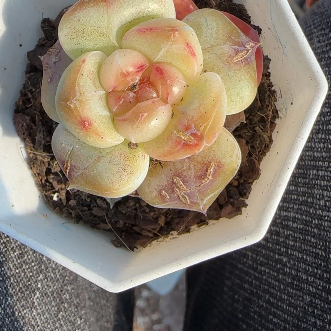 小卡拉米糖心一物一拍