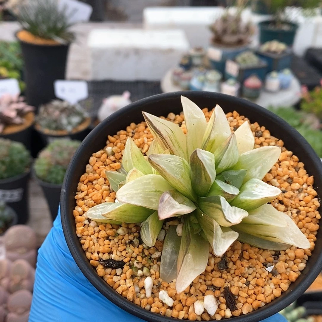 180 实生姬寿锦母本 带盆土