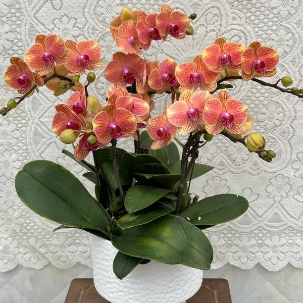 【大吉利】 蝴蝶兰懒人花 室内花卉 花期长 好养活植株