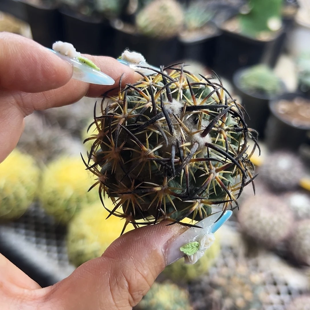 高绒钢钉仙人球11111111