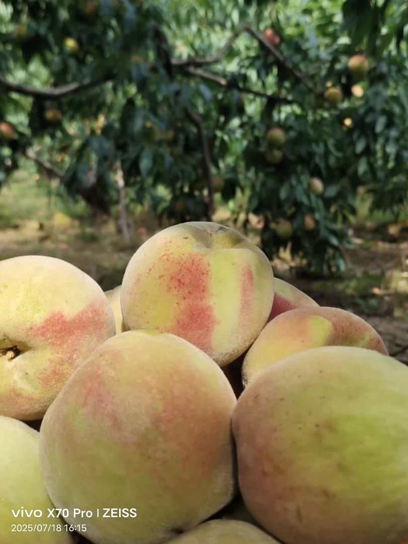 农家菜地阳光果水蜜桃，翠甜可口。