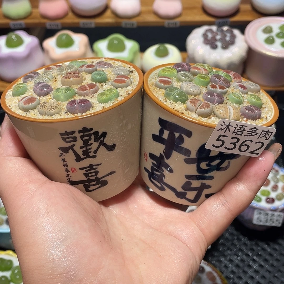 带盆土植物 一物一拍5362