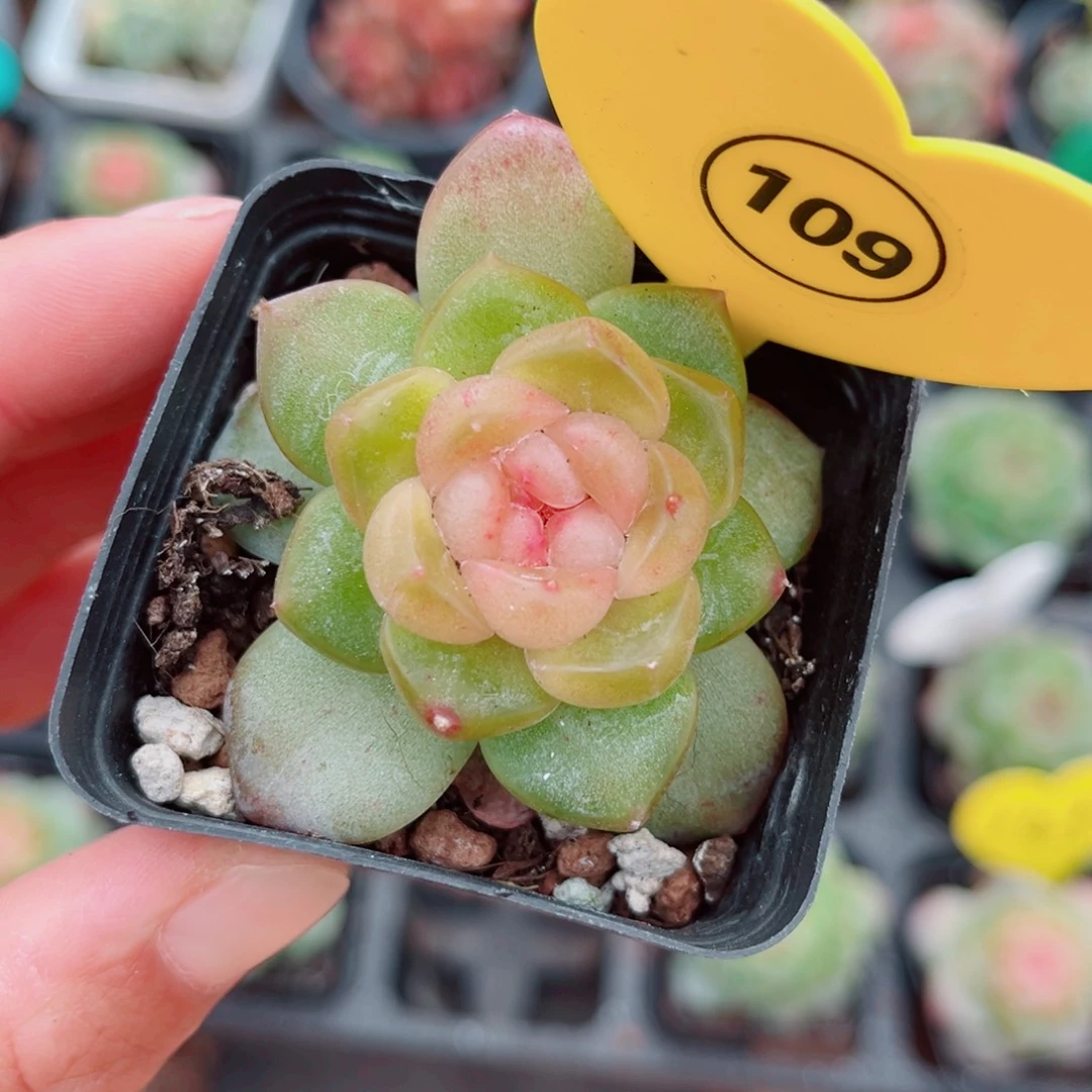 109号新品珍妮单头