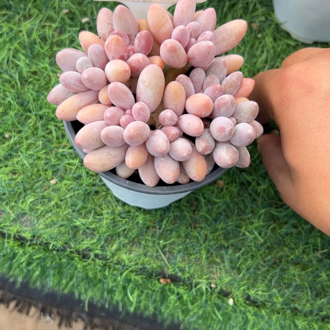 汤圆多肉植物保护研究所