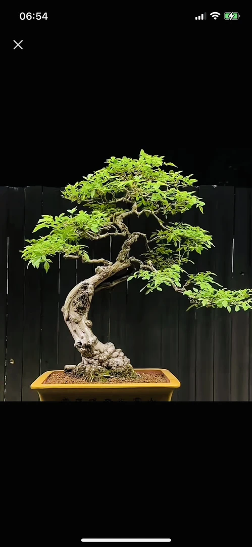 太行山小叶紫花黄荆盆景