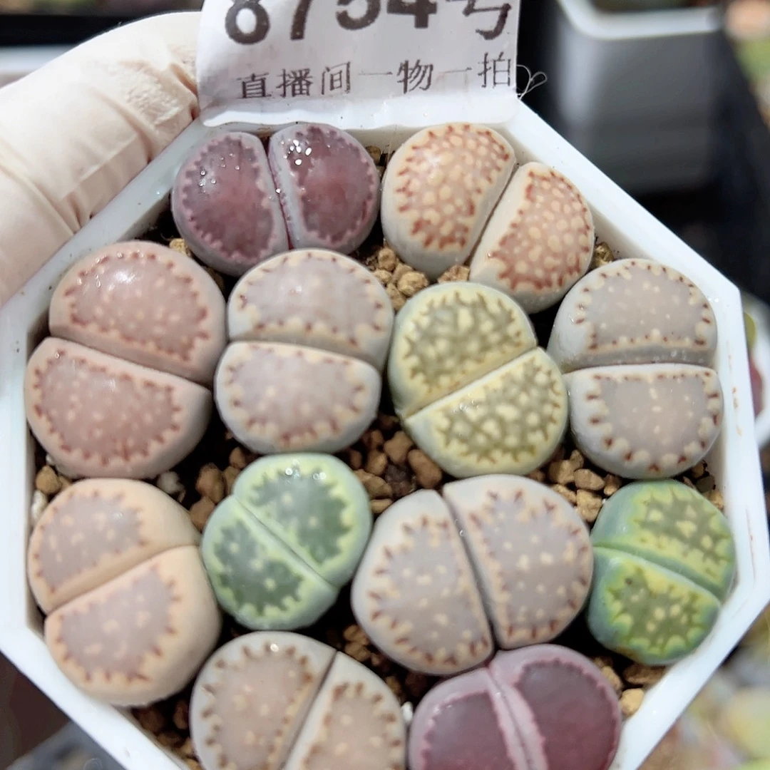 8754四年优选彩饼干6.5cm盆