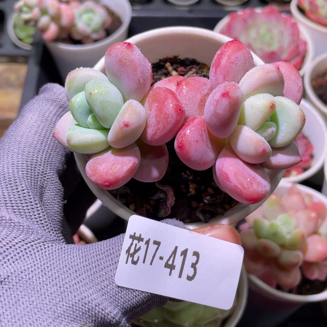 花利美17-413洛神