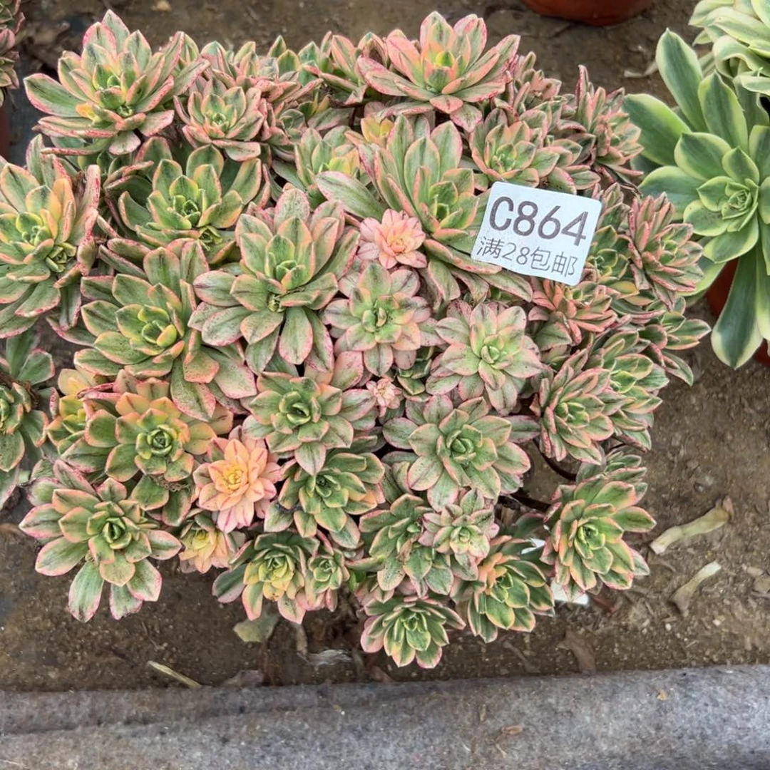 864多肉  甜茶