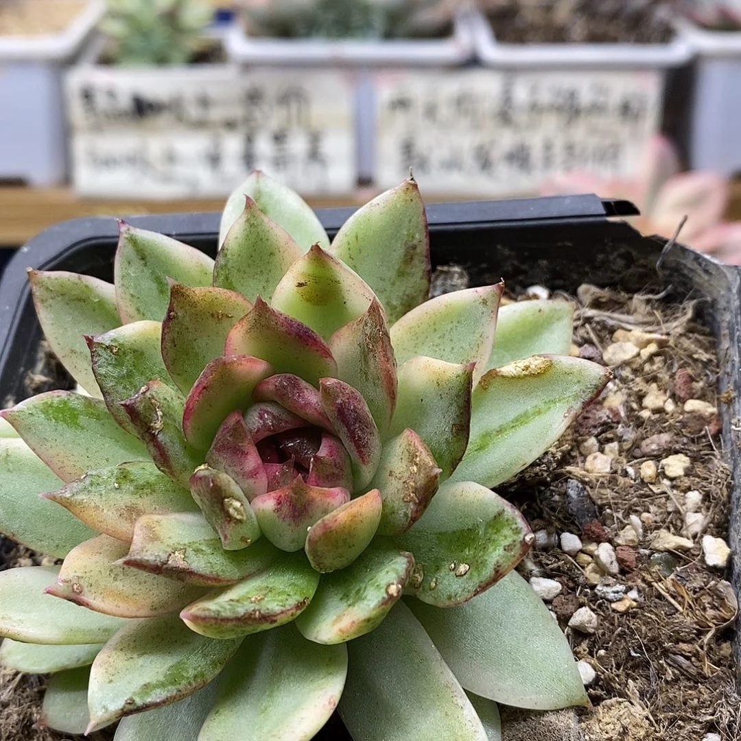07206 绿水晶覆轮锦