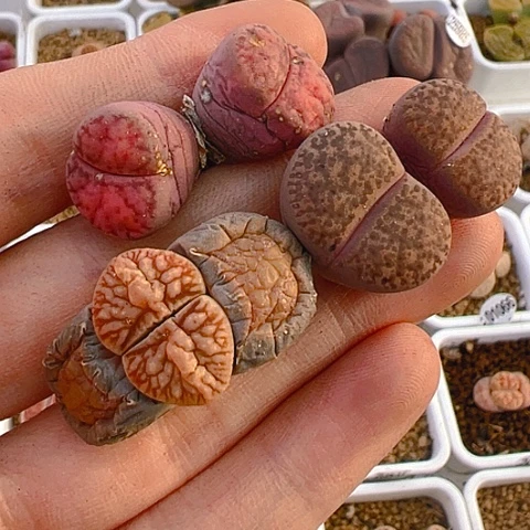 【闪购商品】25750