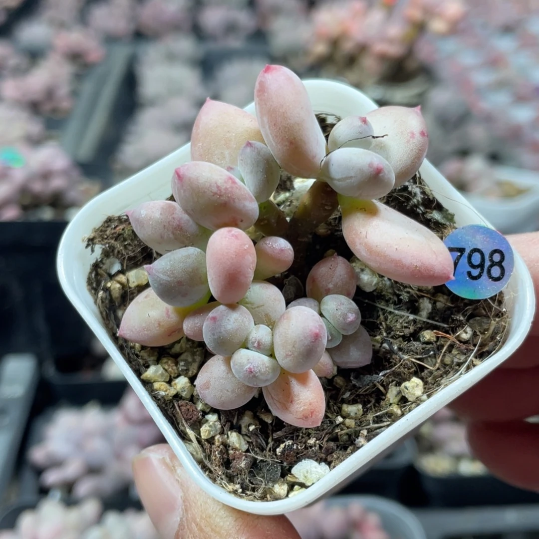 萤火虫奶酪多肉植物