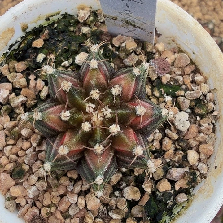 当前无花朵，栽培后可花朵