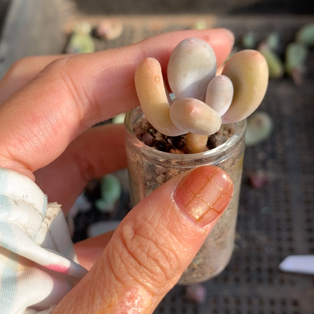 蛋黄奶还好哈哈哈