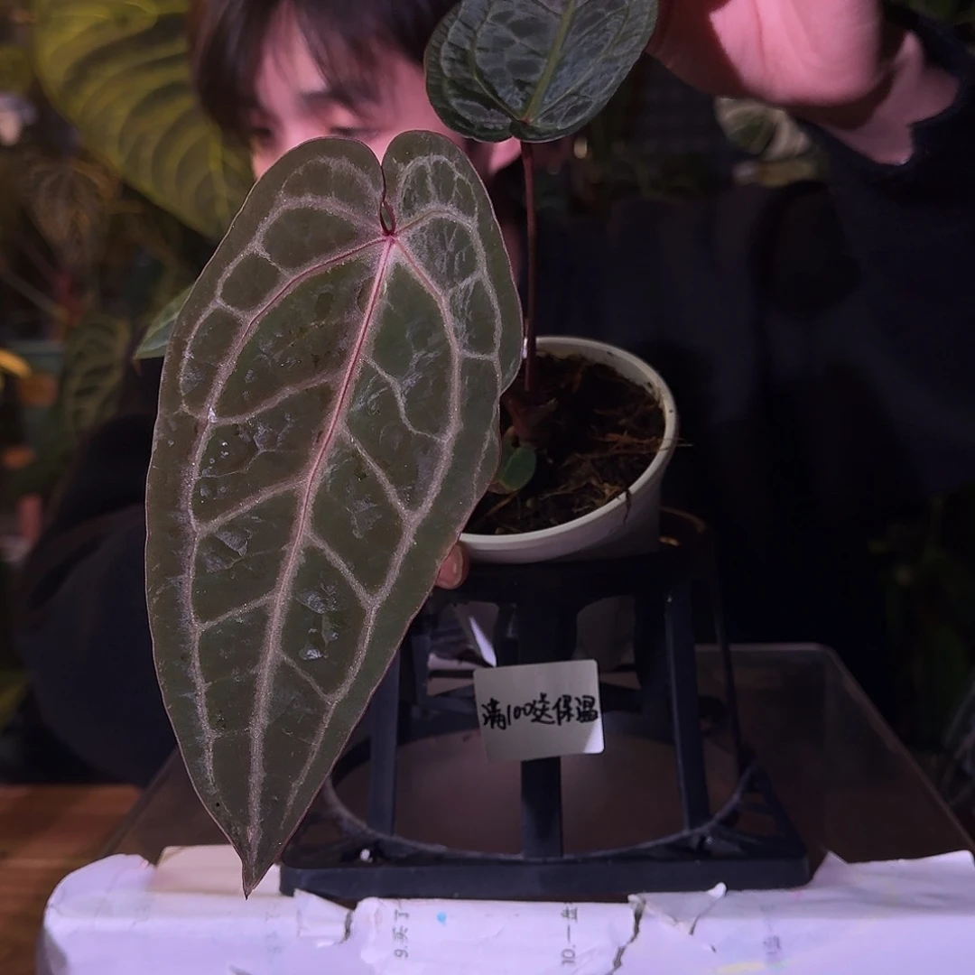 不开花植物C94黑曜石杂米歇尔