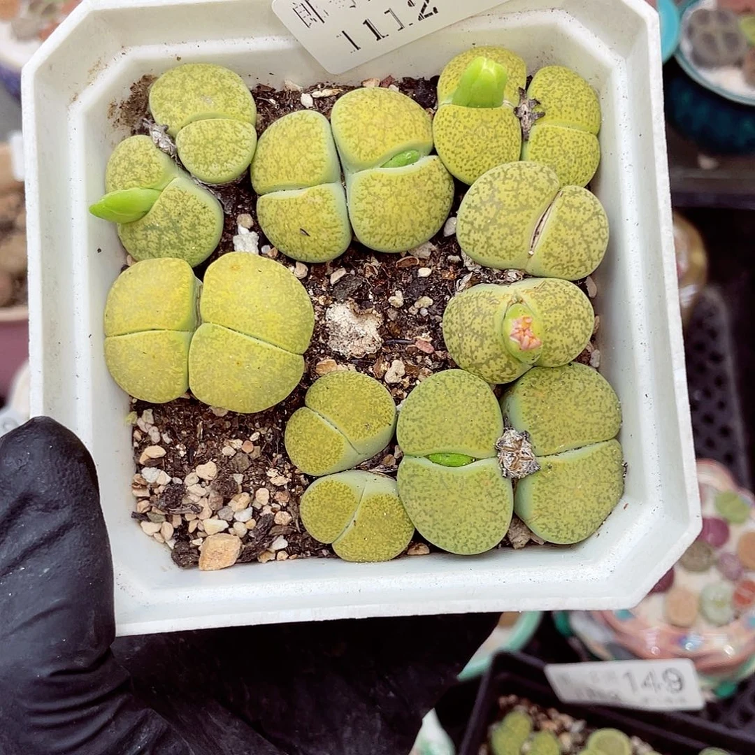生石花满18包邮1112-190