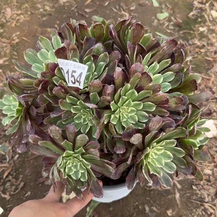 水墨画。多肉植物……