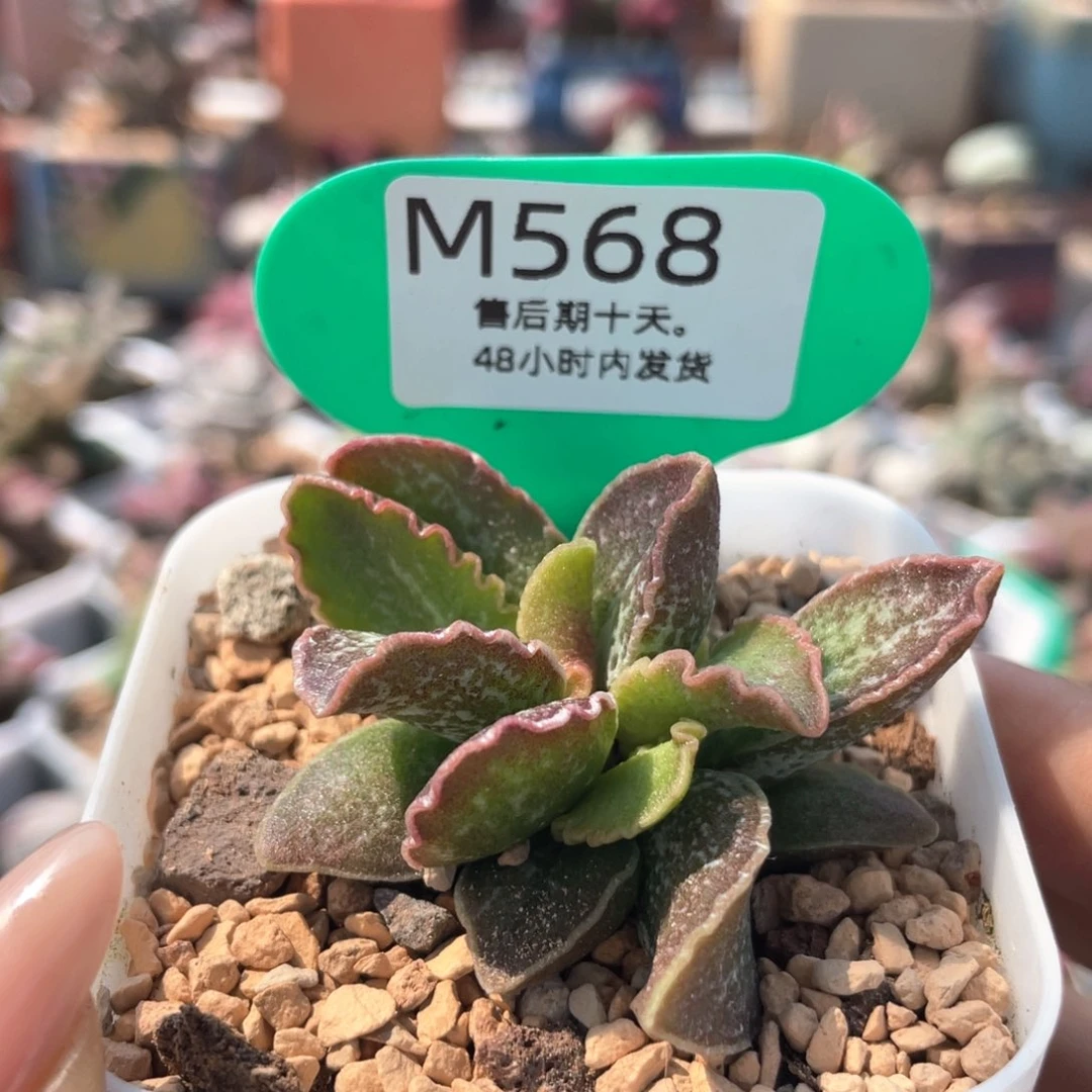 大波浪。  568。