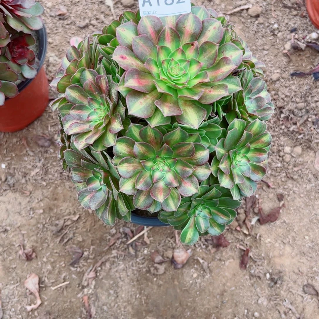 182倾城中斑多肉植物法师