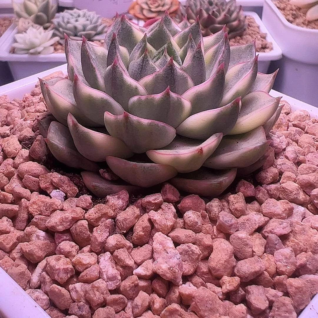 法比奥拉锦多肉植物