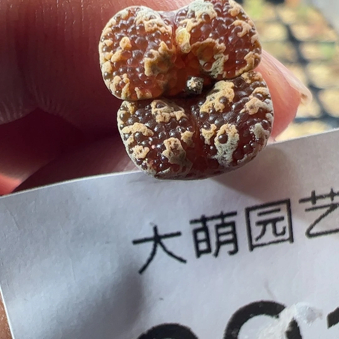 一物一拍钻蝶(蝴蝶×泡泡)601