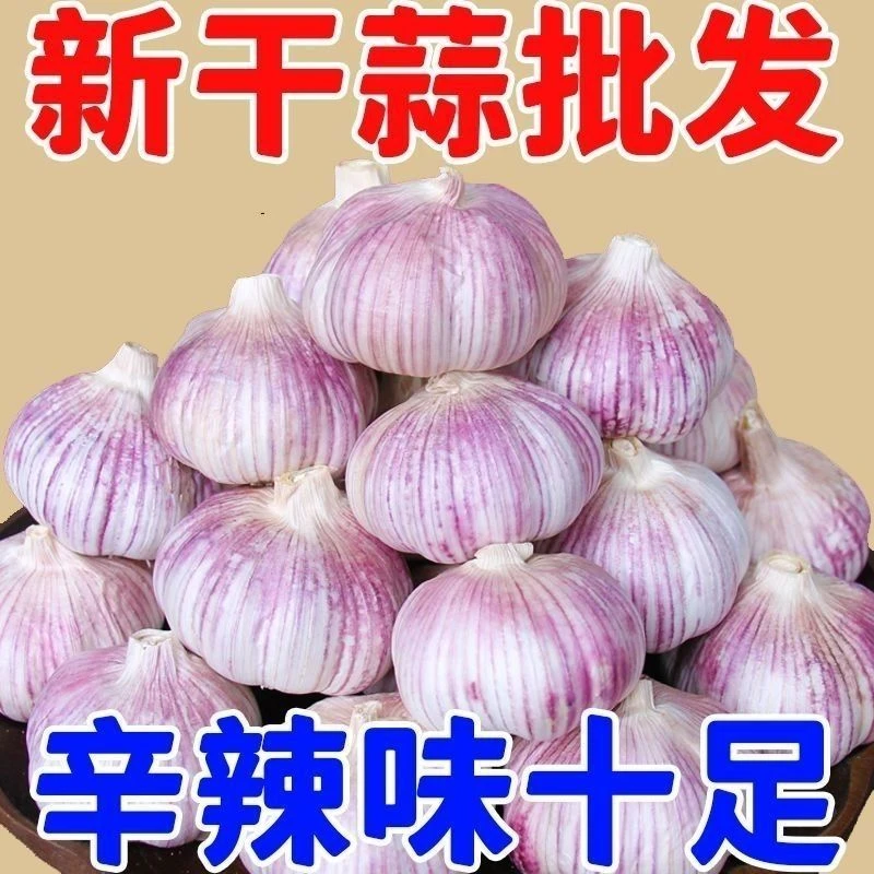 农家大蒜香辣十足紫皮干蒜露天种植产地直发