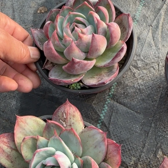 120惊鸿多肉植物多