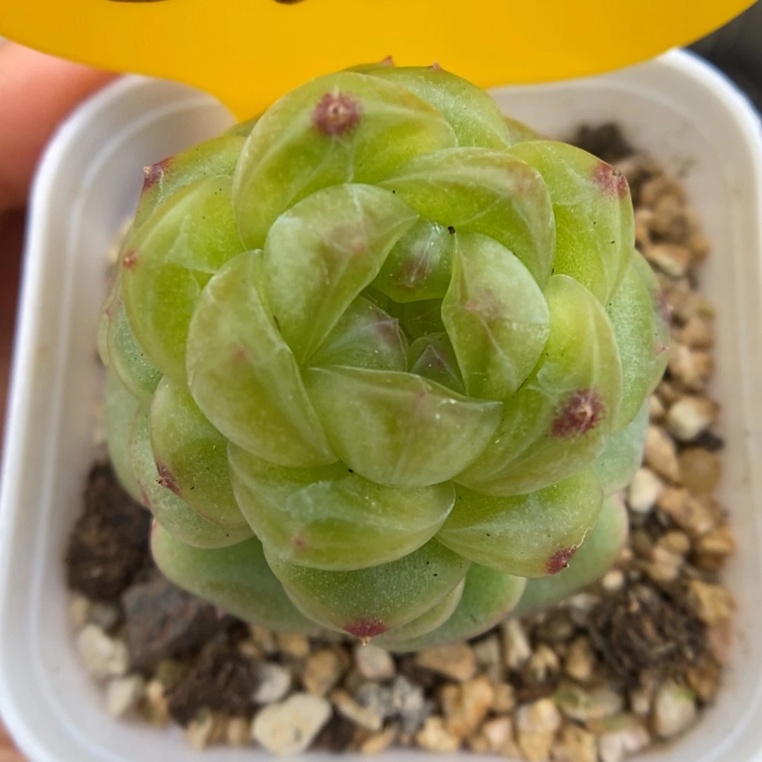 玲珑珍妮可拍5332号