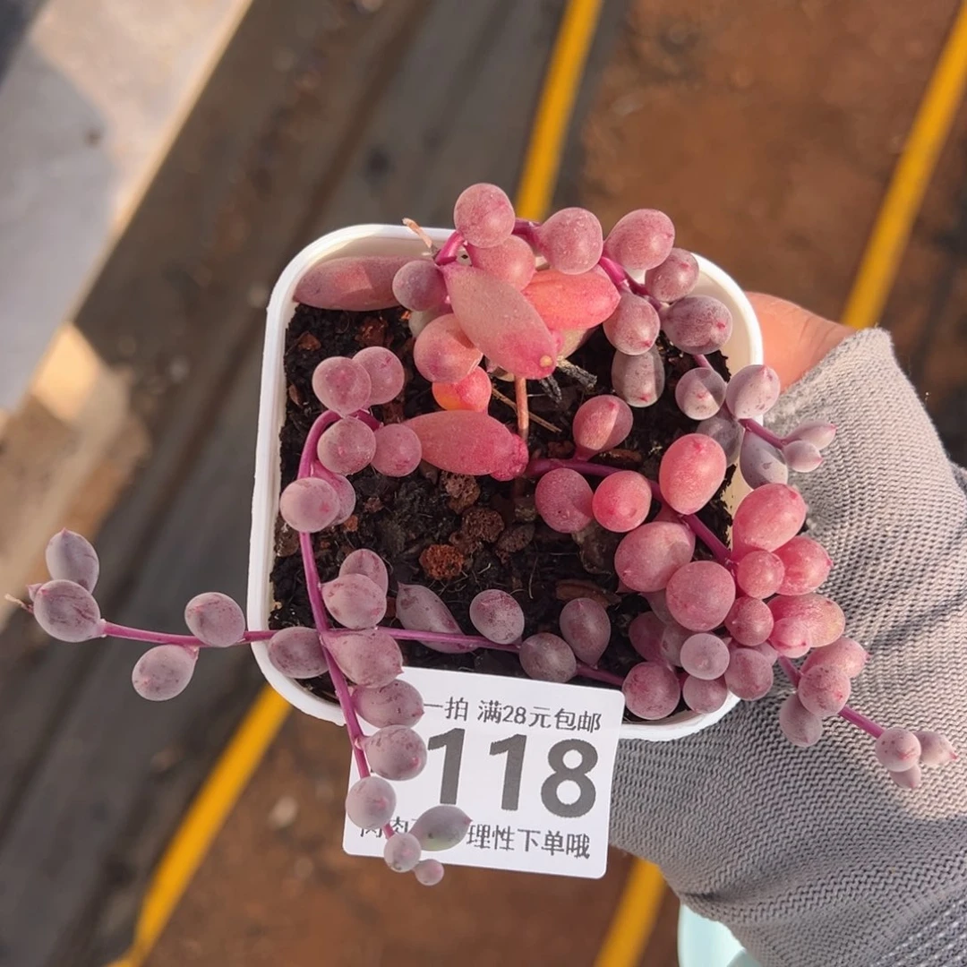 紫泡泡多多肉多肉多肉