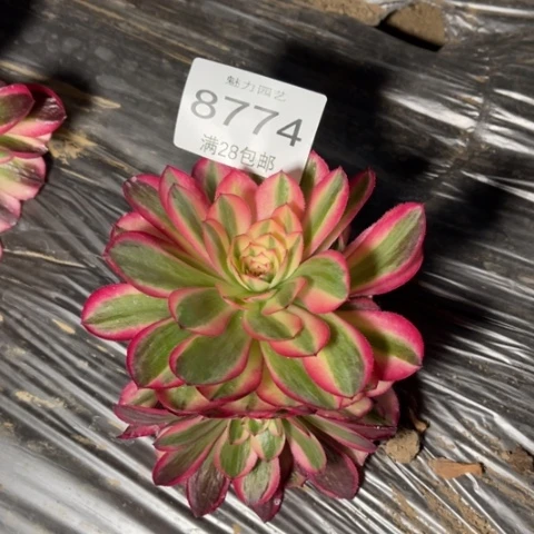 荔枝多肉多肉8774